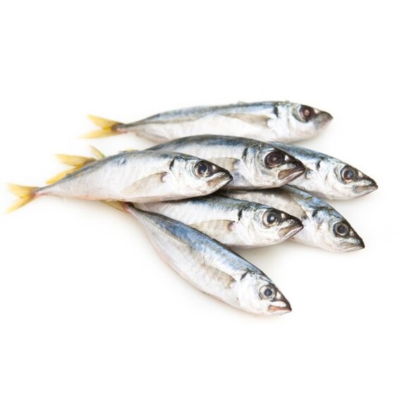 Ставрида мороженая