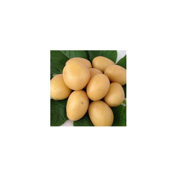 Семенной картофель Гала