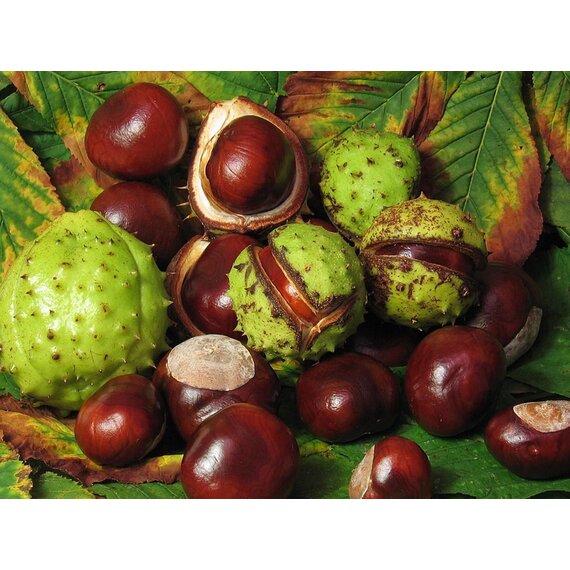 Каштаны свежие