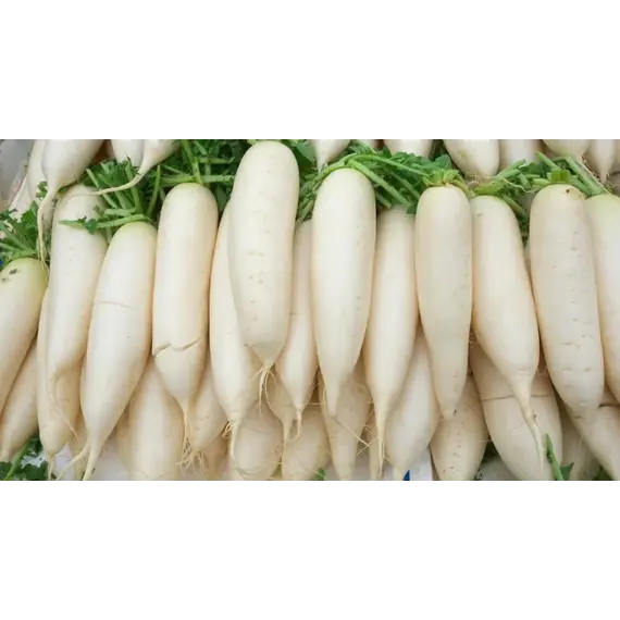 Редька Дайкон