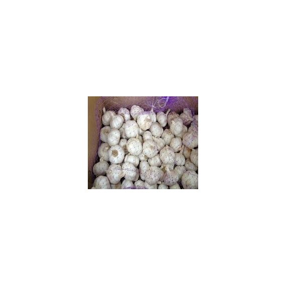 Чеснок в сетке