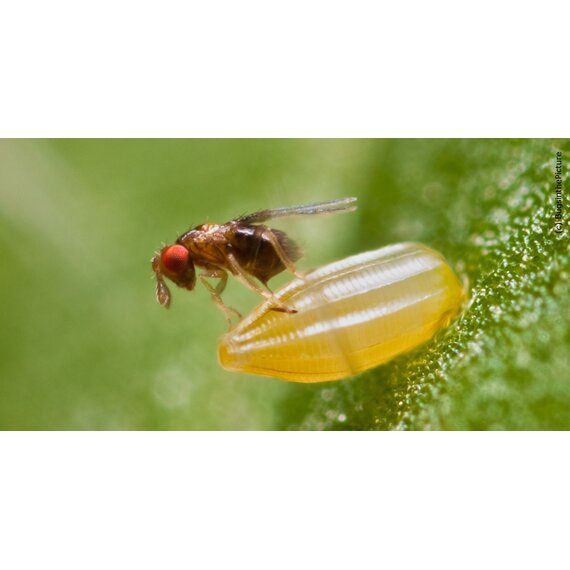 Энтомофаги, биологическая защита растений