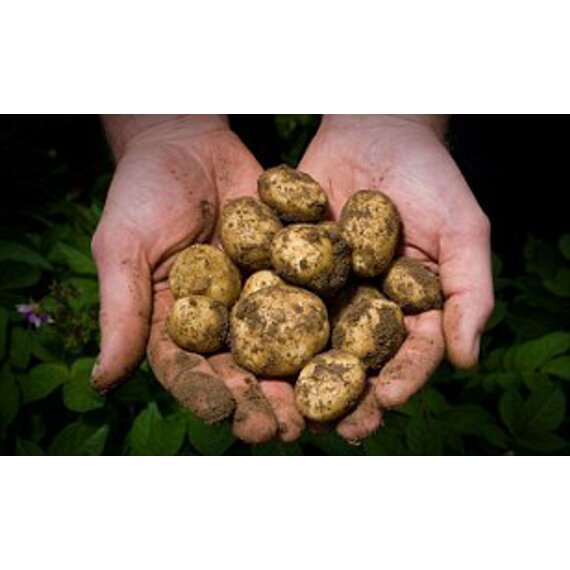 Мелкий картофель фасованный в сетке