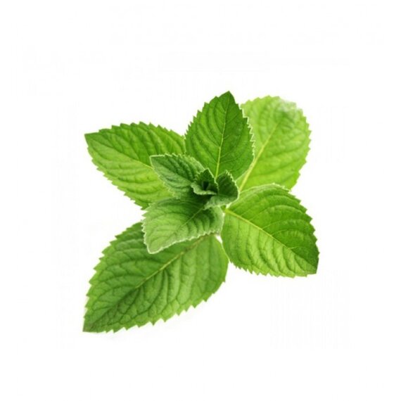Мята свежая зеленая