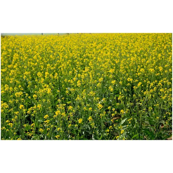 Горчица белая на сидераты