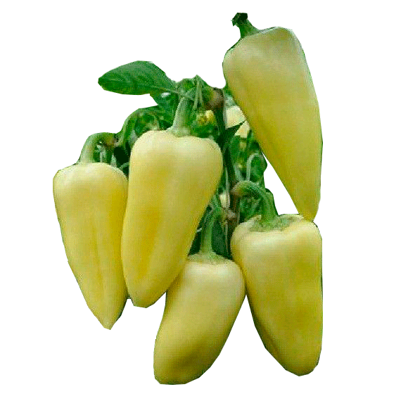 Перец сладкий