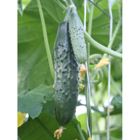 Огурец Атлет