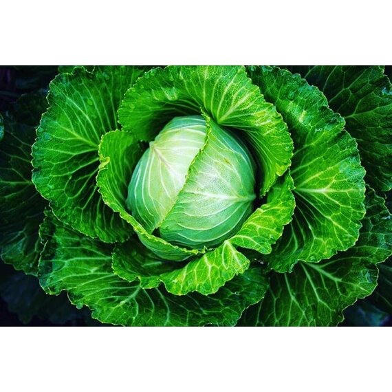 Капуста белокочанная