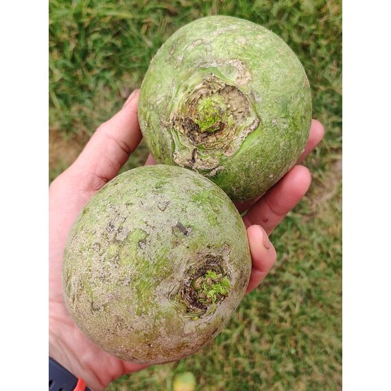 Редька зеленая