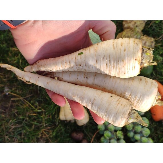 Корень петрушки