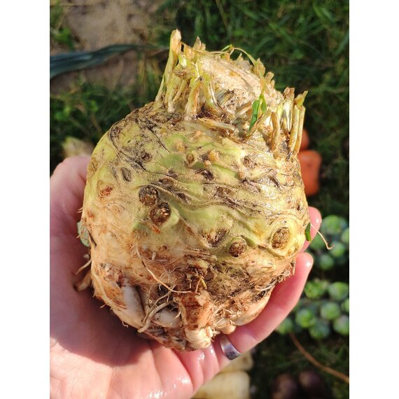 Корень сельдерея