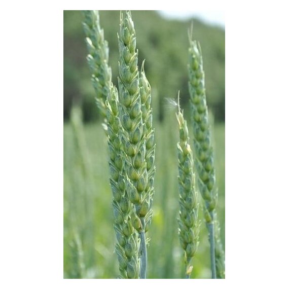 Яровая мягкая пшеница ЭСТЕР