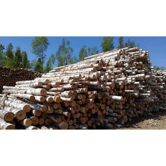 Баланс березовый