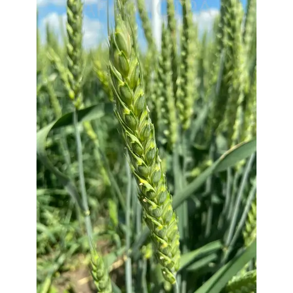 Пшеница озимая мягкая Ахмат