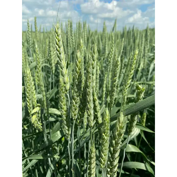 Пшеница озимая мягкая Алексеич