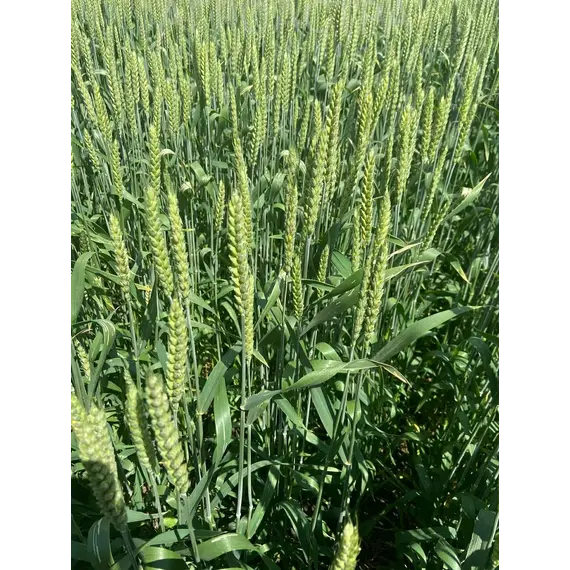 Пшеница озимая мягкая Безостая 100