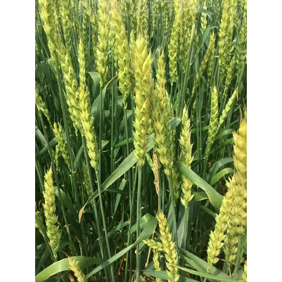 Пшеница озимая мягкая Вольный Дон