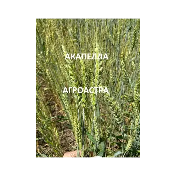 Пшеница озимая мягкая Акапелла