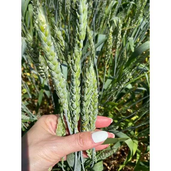 Пшеница озимая мягкая Амбар