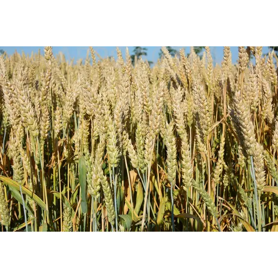 Пшеница озимая мягкая Астарта