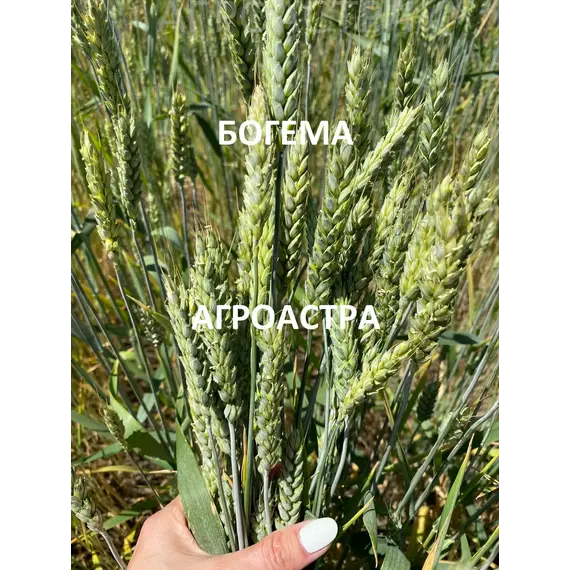 Пшеница озимая мягкая Богема