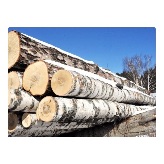 Бревна березовые