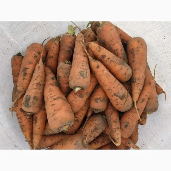 Морковь грязная