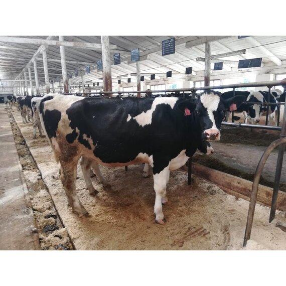 Телки Нетели племенные чистопородные