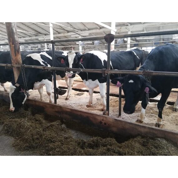 Телки Нетели племенные чистопородные