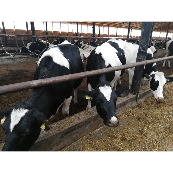 Телки Нетели племенные чистопородные