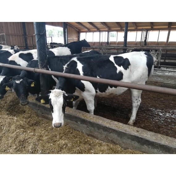 Телки Нетели племенные чистопородные