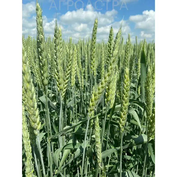 Пшеница озимая мягкая Граф