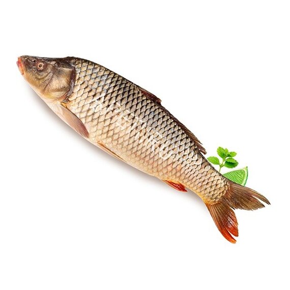 Сазан крупный (свыше 6-15 кг)