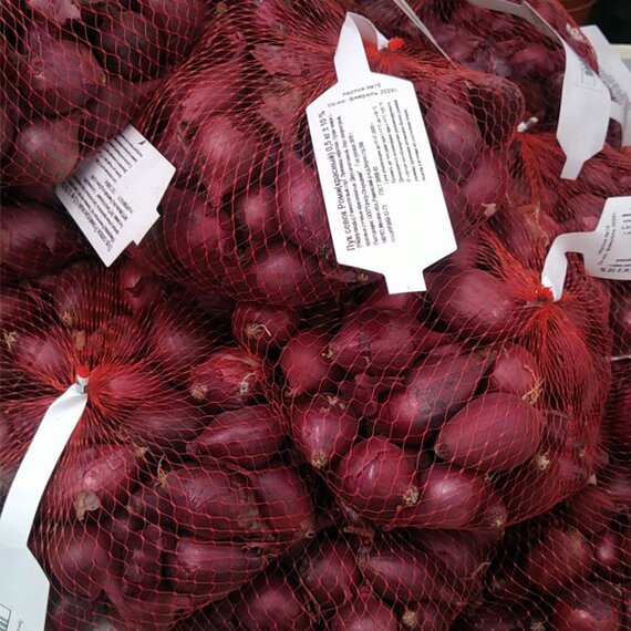 Лук-севок Роми