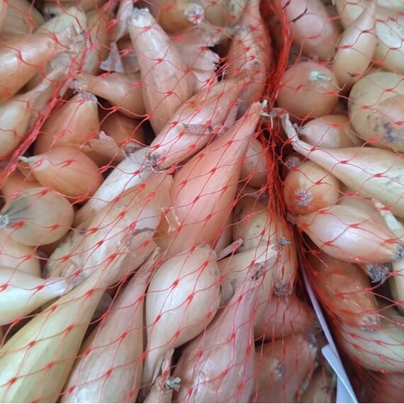 Лук-севок Олина