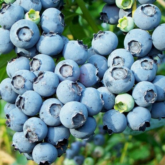 Голубика Блюрей (2-летняя) ЗКС