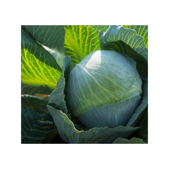 Капуста Коля F1
