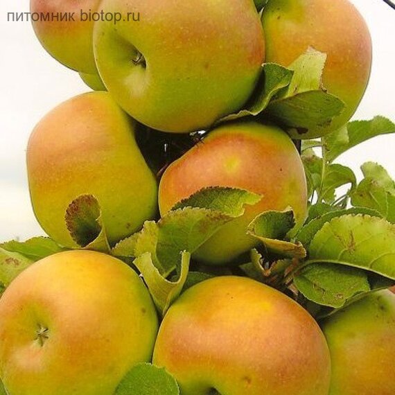 Саженцы Колонновидная яблоня "Янтарное Ожерелье"