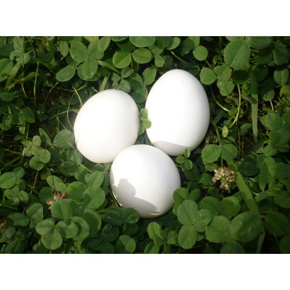 Яйцо высшей категории