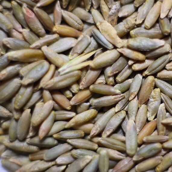 Рожь кормовая