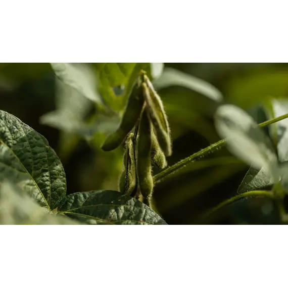 Соя (Сентябринка)