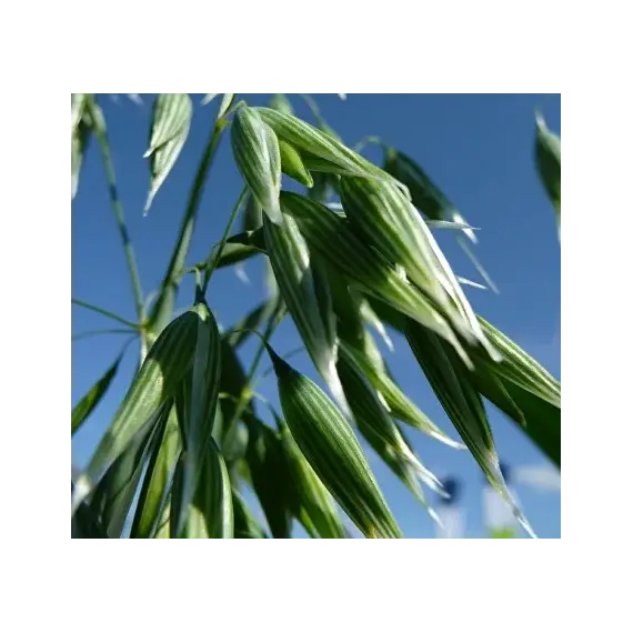 Овес (Гармония)