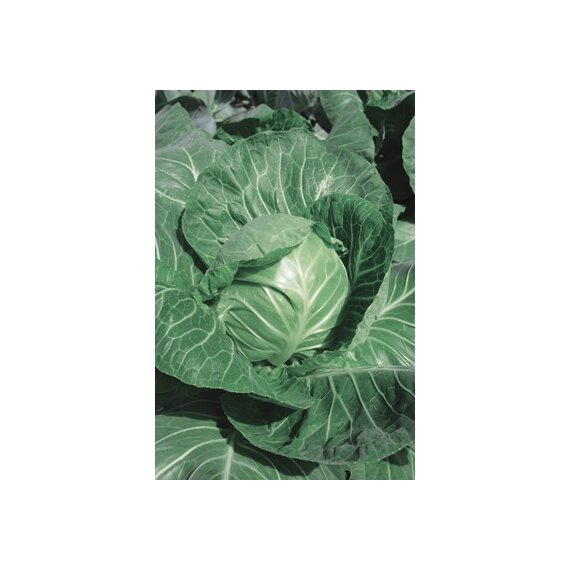 Семена капусты белокочанной Спид Кинг F1