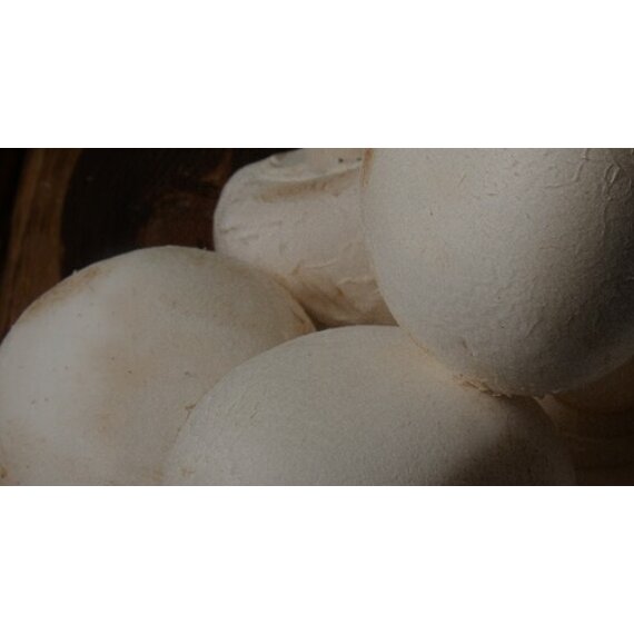 Шампиньон белый