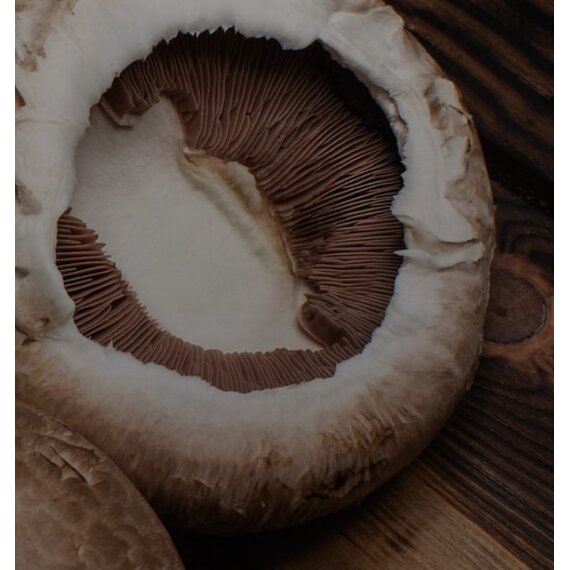 Портабелло