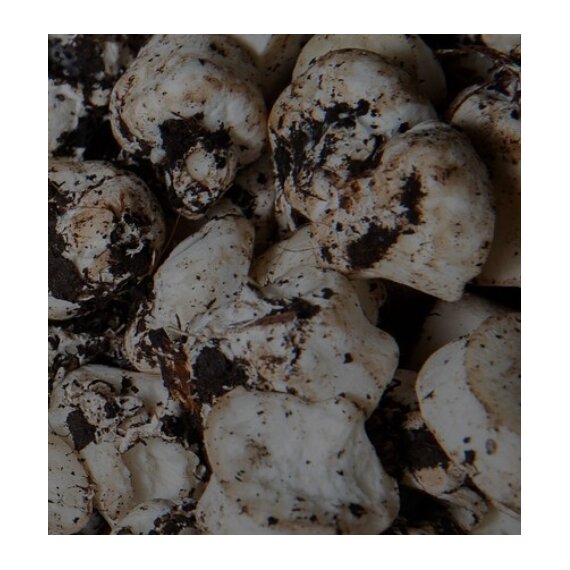 Грибная ножка