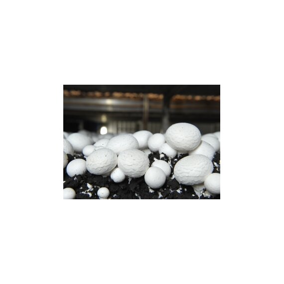 Категория 1