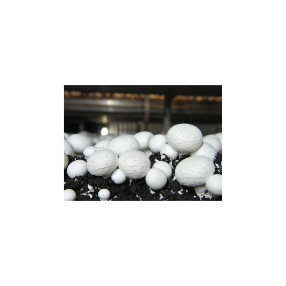 Категория А