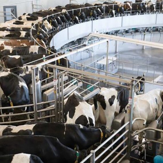 Доильная карусель с наружным доением GEA