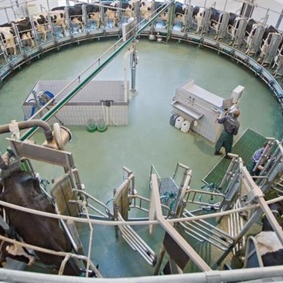 Доильная карусель с внутренним доением GEA